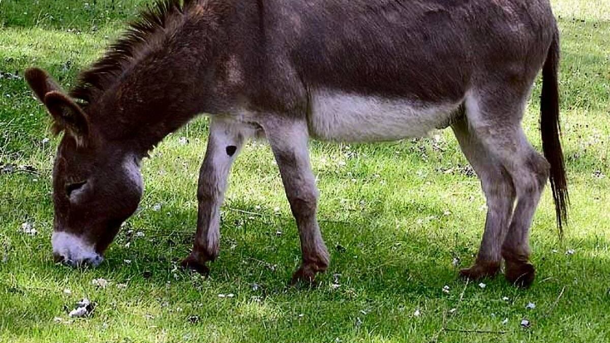 "Lo ha infastidito". Gli ambientalisti attaccano la donna ferita da un asino