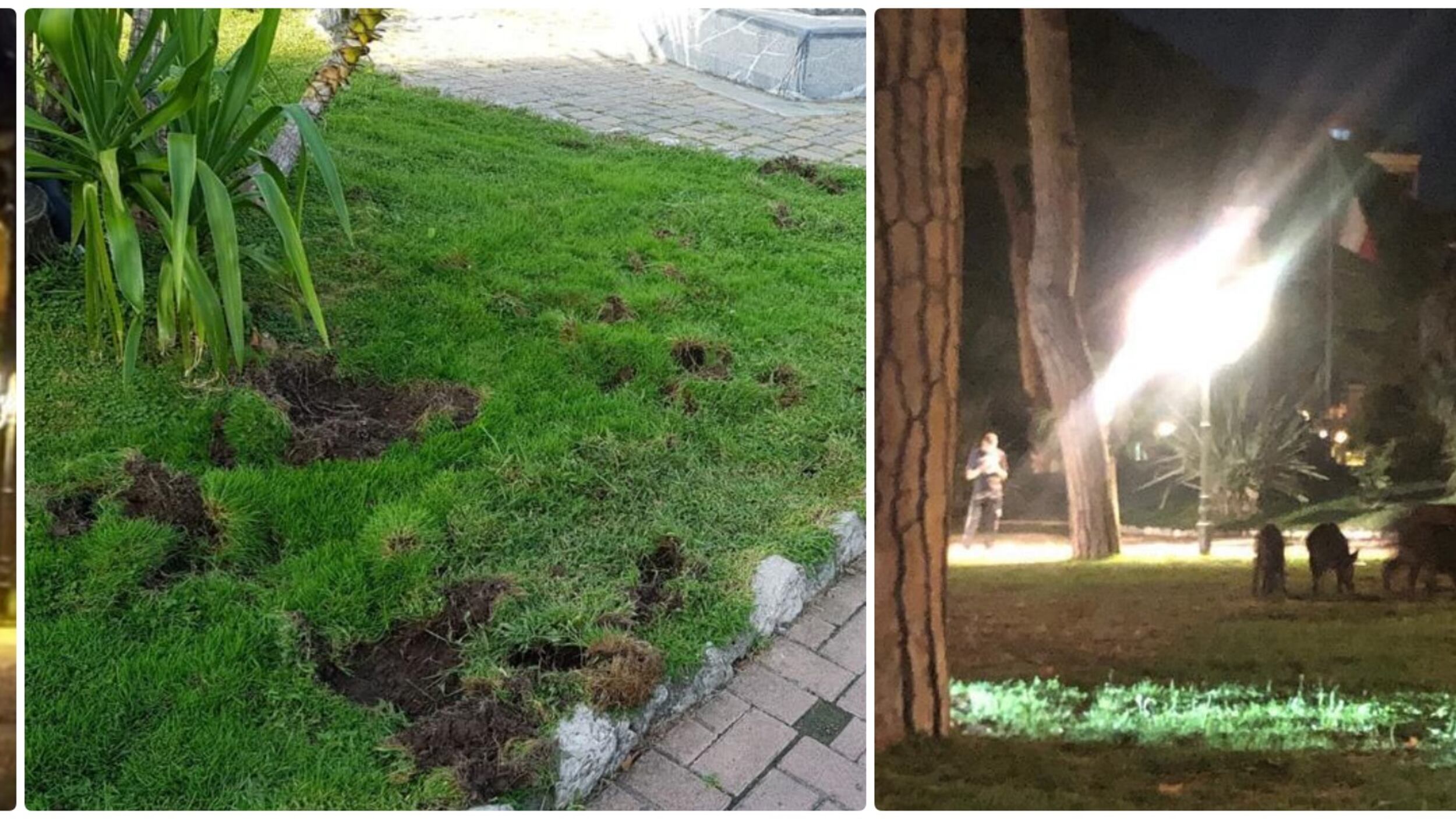 Famiglia di cinghiali devasta le aiuole del centro di Ventimiglia