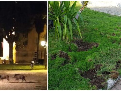 Famiglia di cinghiali devasta le aiuole del centro di Ventimiglia