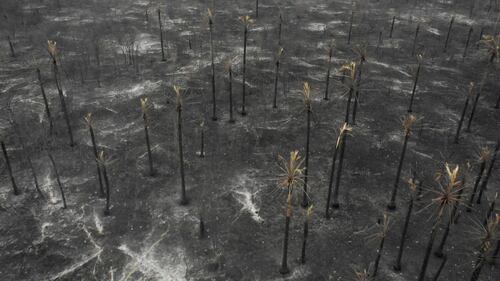 Incendi in Bolivia, le immagini della devastazione 8