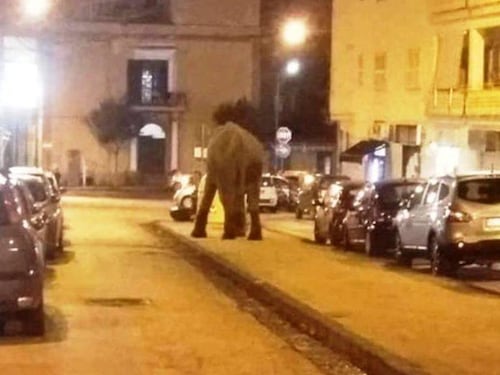 Elefante scappa dal circo e va a spasso per il centro