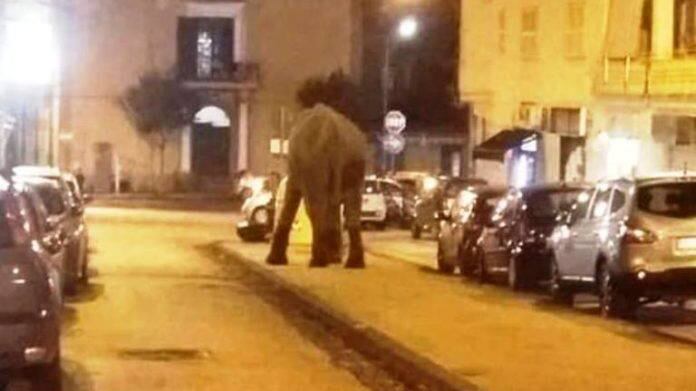 Elefante scappa dal circo e va a spasso per il centro
