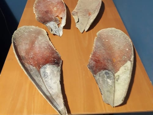 Sardegna, turisti ladri di sabbia e molluschi: multe fino a 3mila euro