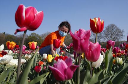 I colori del campo di tulipani di Arese 4