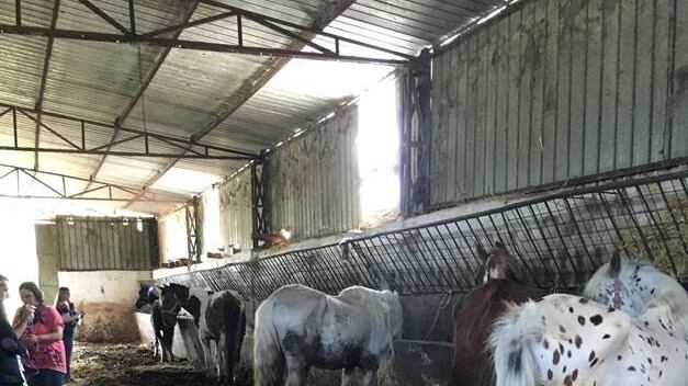 Colpita al viso dal cavallo, muore una 54enne
