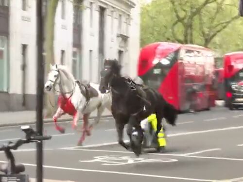 Far West a Londra con cavalli in fuga. Ci sono danni e feriti