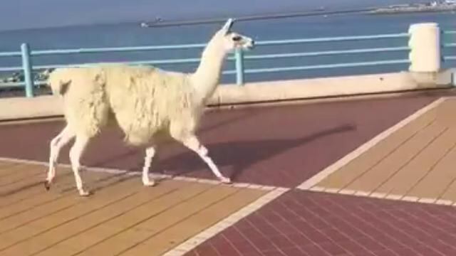 Show animalista in difesa degli orsi. A Genova liberano un lama dal circo