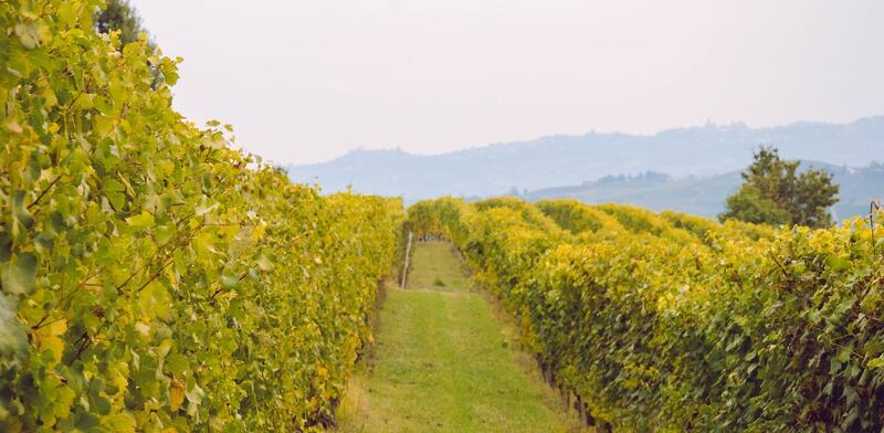 Langhe vigneti
