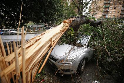 Maltempo a Roma, alberi caduti in tutta la città 6