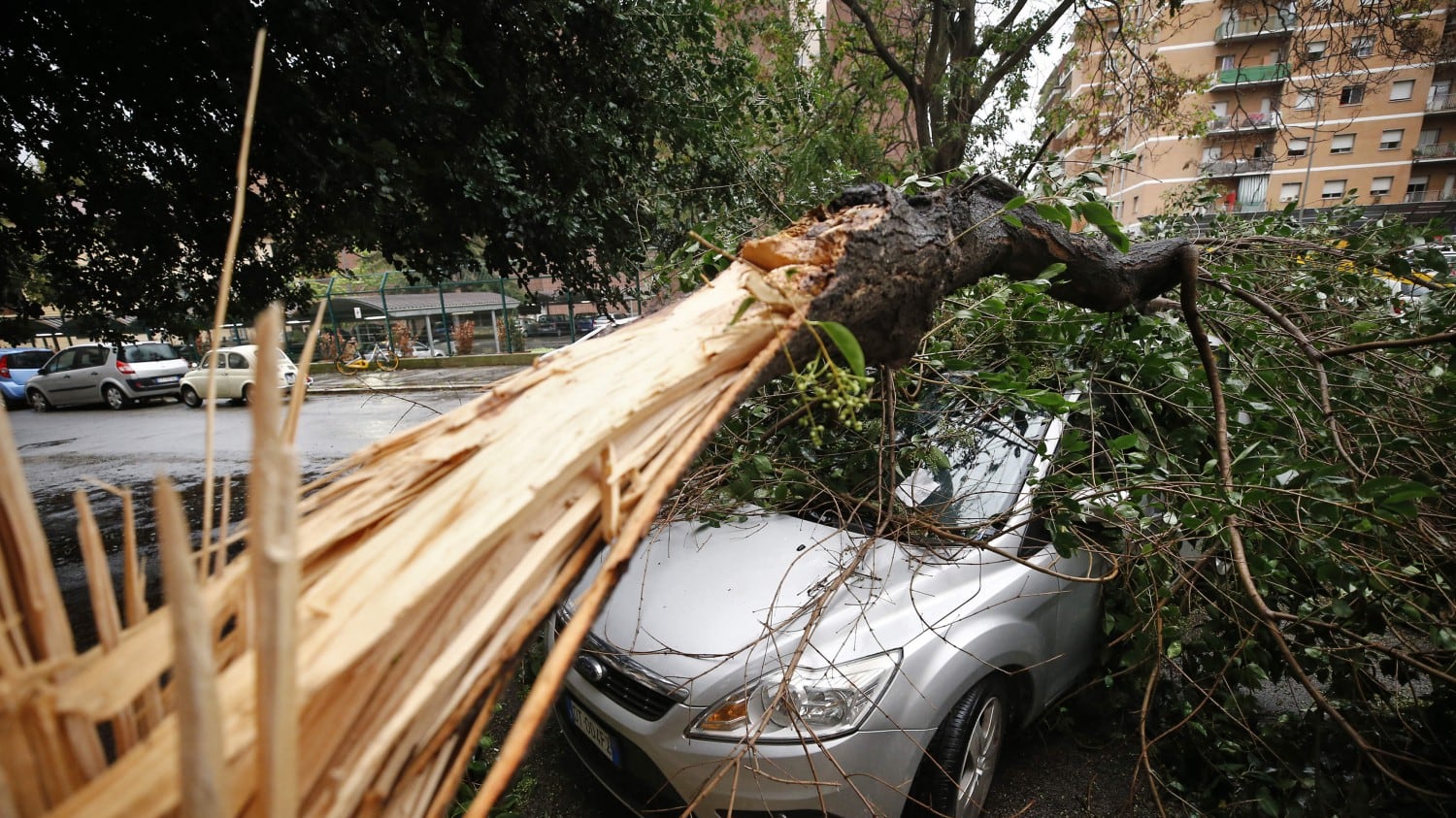 Roma, cinquantamila alberi sono a rischio caduta