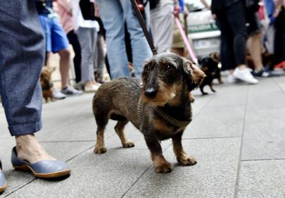 La "Sausage Walk" a Milano: sfilano i bassotti 17