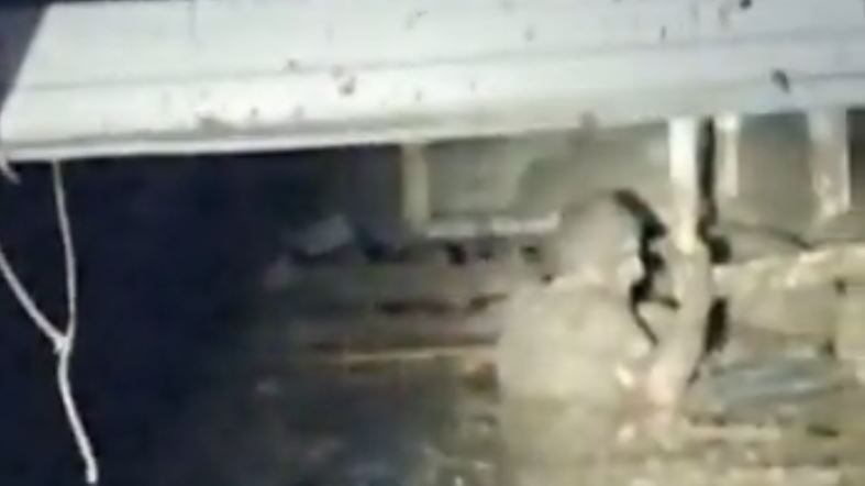 "Reggiti che arriviamo". Il coraggioso salvataggio nel fango di Ischia