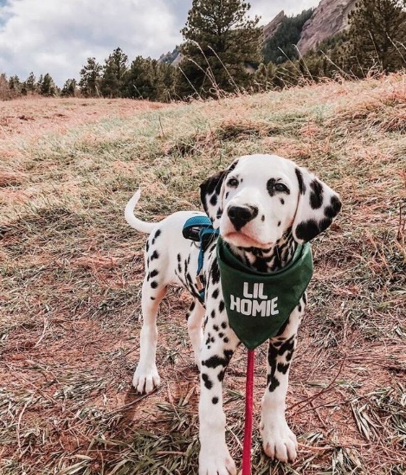 Il cucciolo di Dalmata che intenerisce il web 2