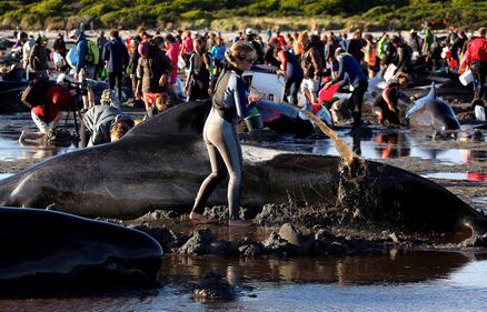 Decine di balene spiaggiate. Ora si rischia la strage 11