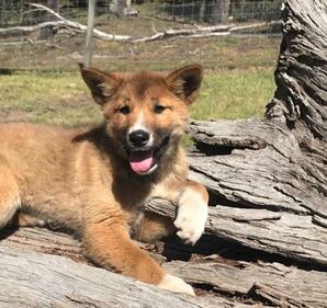 Wandi, il tenero cucciolo di dingo, incrocio tra un cane e una volpe 4