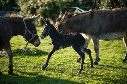 Il lavoro agricolo al tempo del coronavirus 3