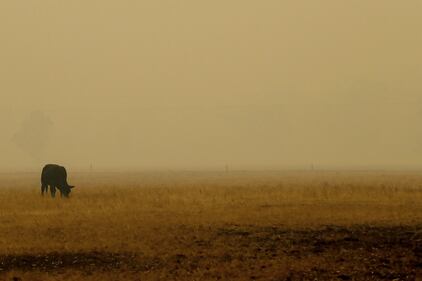 Incendi in Australia, le immagini della devastazione 14
