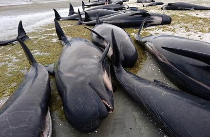 Decine di balene spiaggiate. Ora si rischia la strage 16