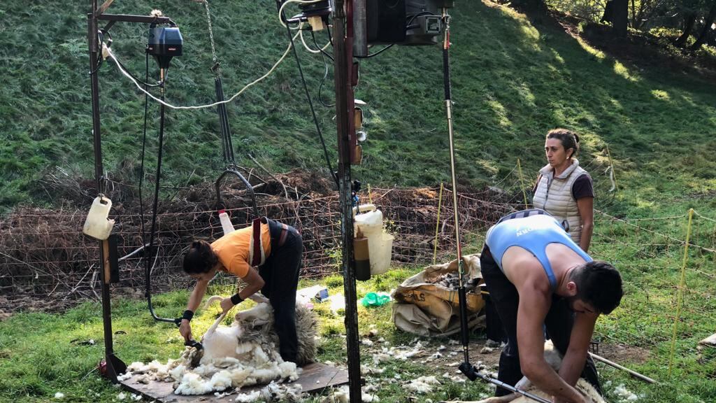"Noi tosapecore siamo diventati una specie in via d'estinzione"