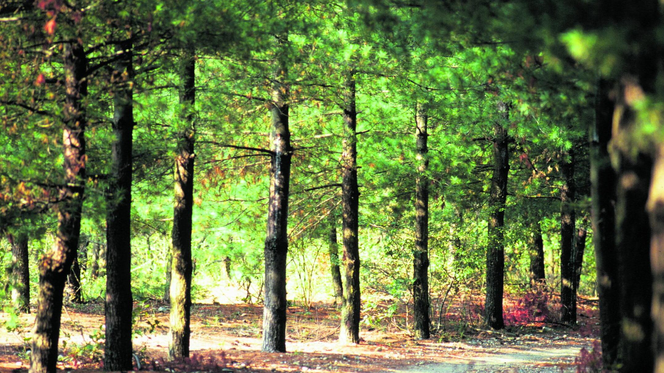 "No al taglio di 78 alberi. Alcuni sono storti ma vivi"