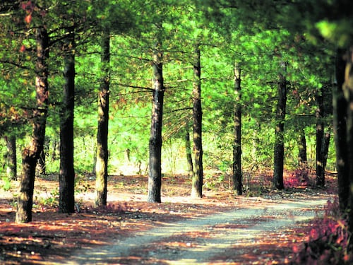 "No al taglio di 78 alberi. Alcuni sono storti ma vivi"