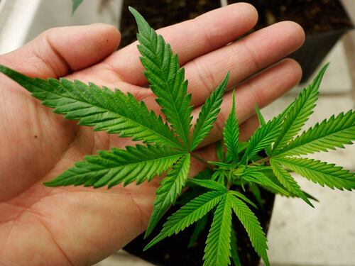 Pasticciere serve brownies alla marijuana durante una festa, tre giovani in ospedale