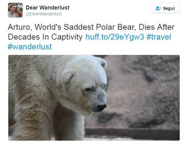Morto Arturo, l'orso più triste del mondo 5