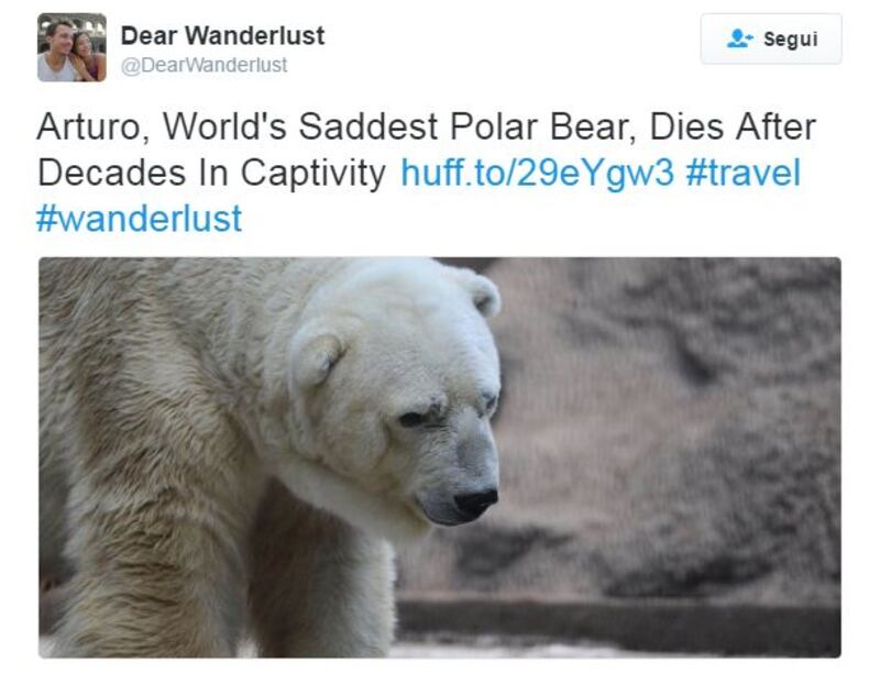 Morto Arturo, l'orso più triste del mondo 5