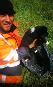 Milano, cagnolini gettati in tangenziale 1