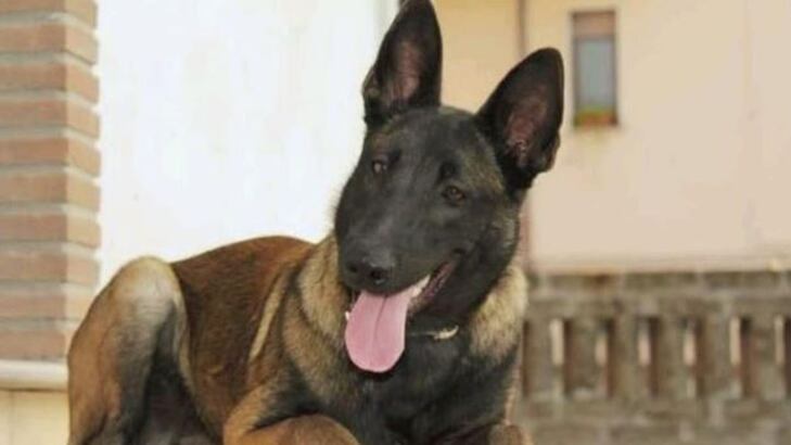 Scompare il cane eroe del terremoto