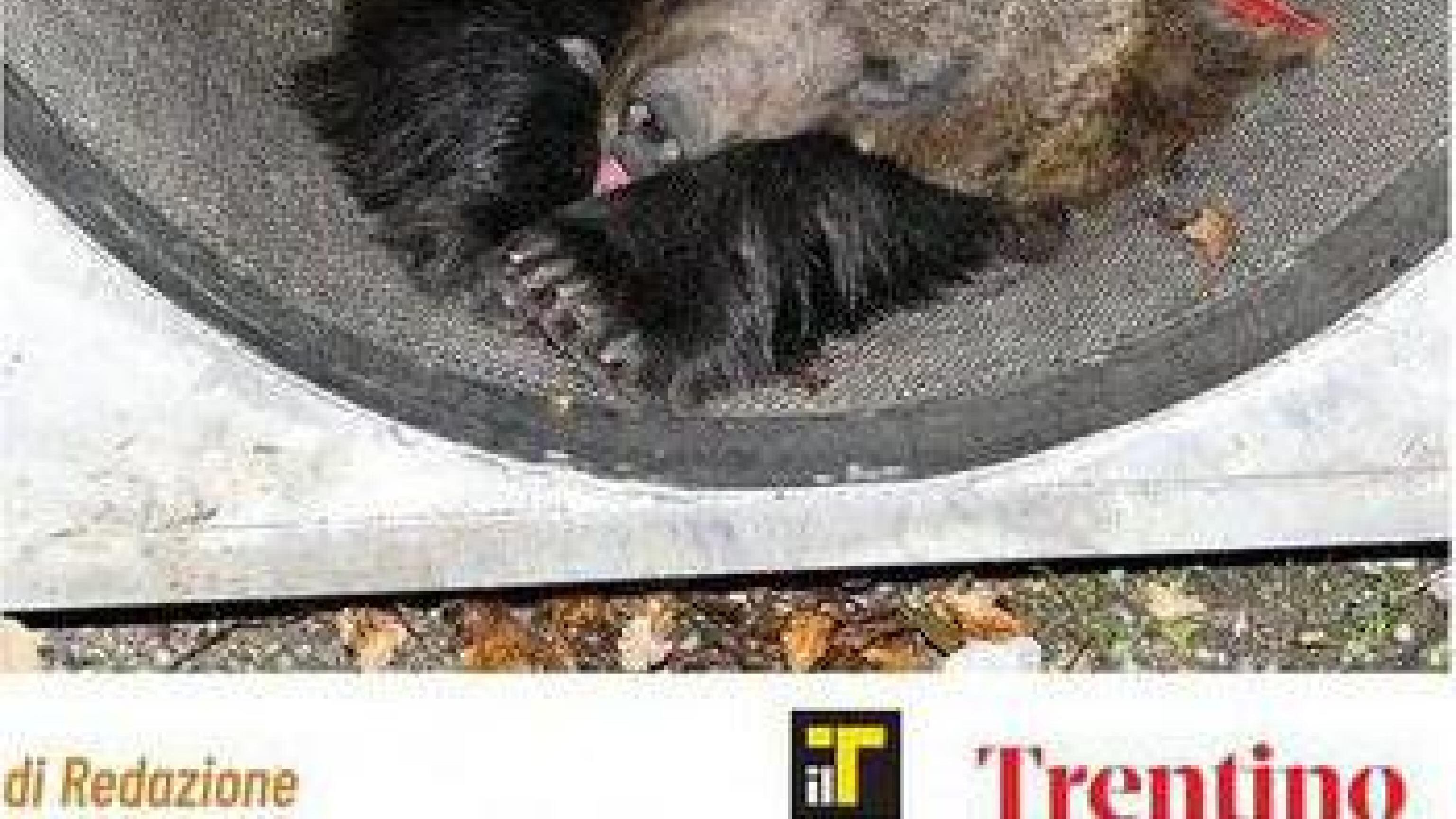 Vittoria degli animalisti, salvi gli orsi Jj4 e Mj5 "L'abbattimento? Una misura sproporzionata"