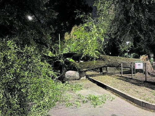 Cade un altro albero, giunta sotto accusa. Sala dà la colpa al clima