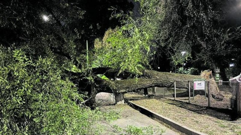Cade un altro albero, giunta sotto accusa. Sala dà la colpa al clima