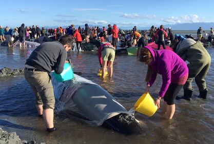 Decine di balene spiaggiate. Ora si rischia la strage 13
