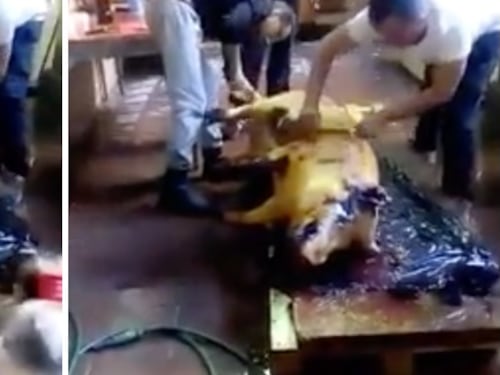 Livorno, stranieri macellano maiale in casa e mettono il video su Fb