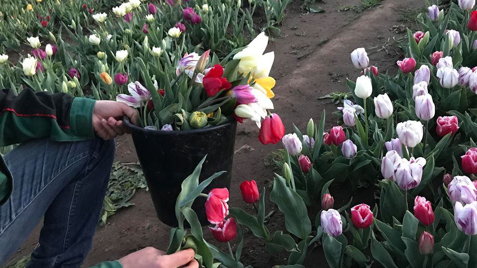 Roma, visitatori "maleducati" devastano il parco dei tulipani