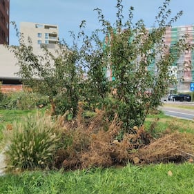 Manutenzione del verde al 'Parco 8 marzo' di Milano 1