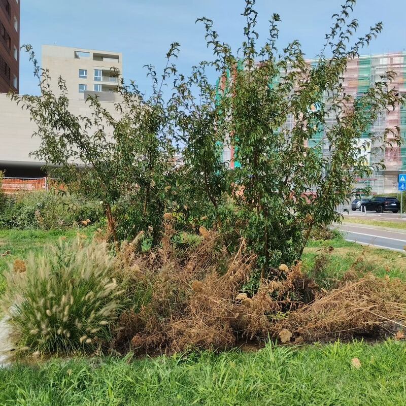 Manutenzione del verde al 'Parco 8 marzo' di Milano 1