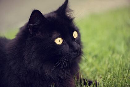 Gatto nero, foto 30