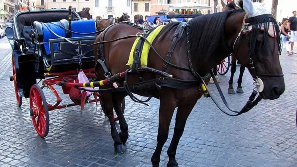 Tragedia sfiorata: cavallo scivola e cade a terra in pieno centro