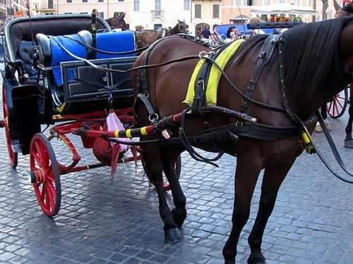 Tragedia sfiorata: cavallo scivola e cade a terra in pieno centro