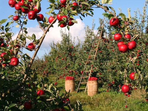 E ora rischiamo di non avere la frutta in tavola