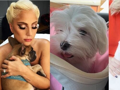 Da Laura Pausini a Simona Ventura, anche i cani dei vip hanno un profilo social