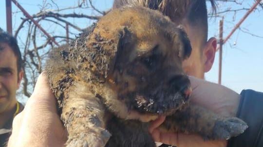 Arsi vivi in una busta: il terribile destino dei cuccioli