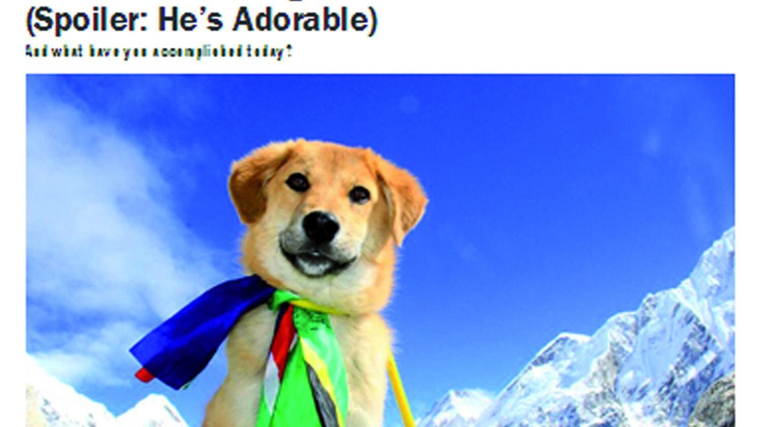 Il primo cane sull'Everest ma ora finitela di tormentarli