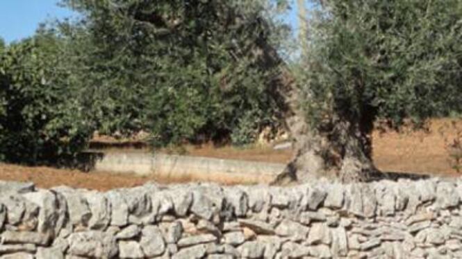 Puglia, i muretti a secco diventano patrimonio culturale dell'umanità