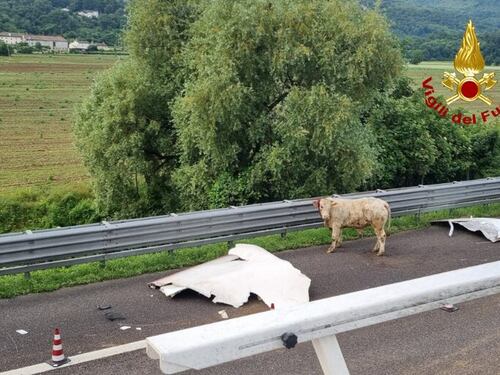 Incidente sull'A4, si ribalta un camion: bovini morti o feriti, strada chiusa e traffico bloccato