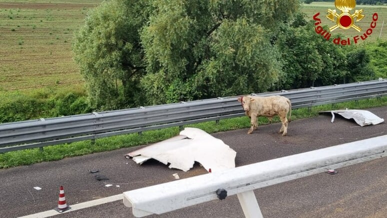 Incidente sull'A4, si ribalta un camion: bovini morti o feriti, strada chiusa e traffico bloccato