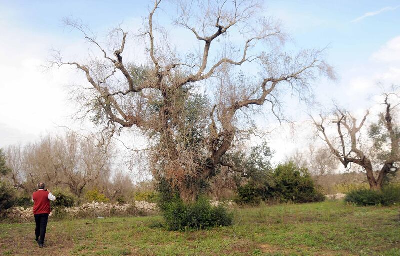 Xylella, ruspe negli uliveti di Oria. Gli ambientalisti tentano il blocco 3