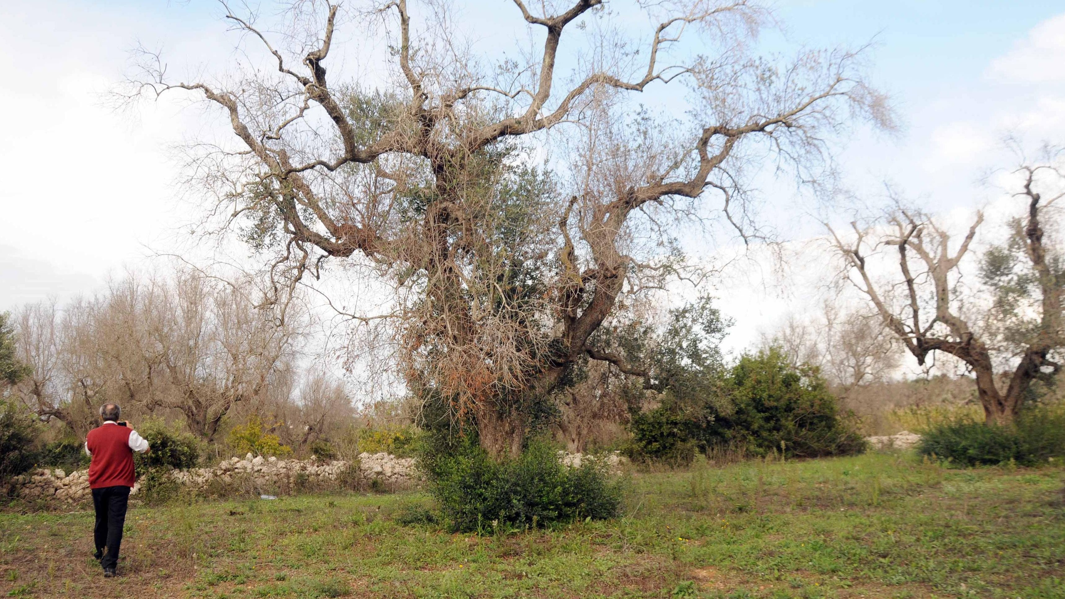Puglia, la scienza non ha dubbi: "Gli ulivi seccano a causa della Xylella"